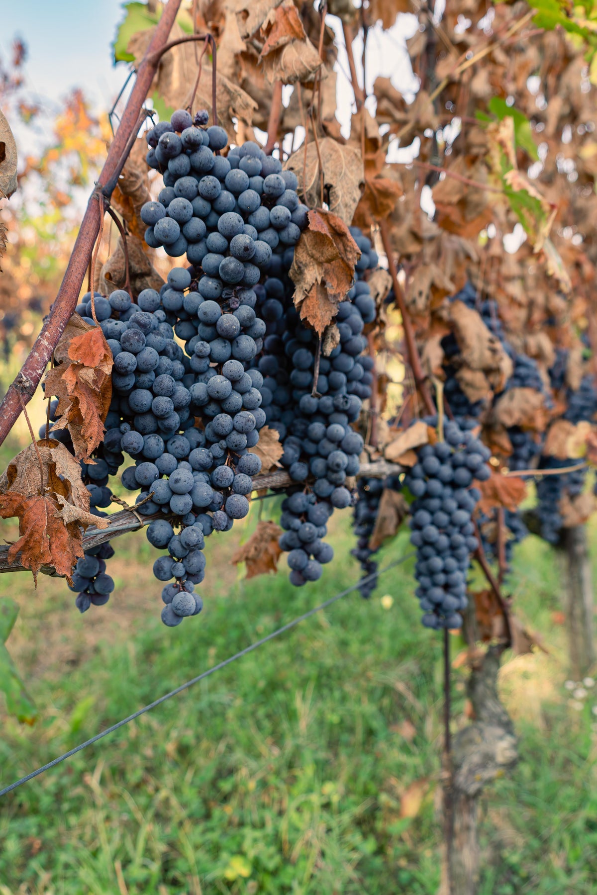 Negretti Barolo &#39;Bricco Ambrogio&#39; 2019