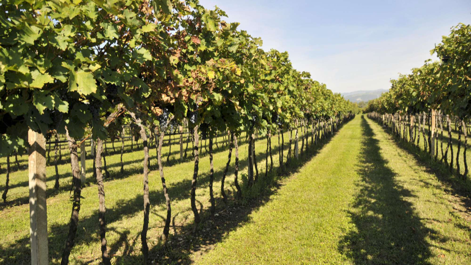 Tezza Valpolicella Ripasso Valpantena Superiore BIO 2021