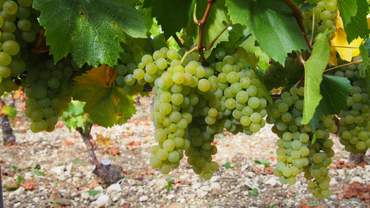 Chablis, Eleonore Moreau